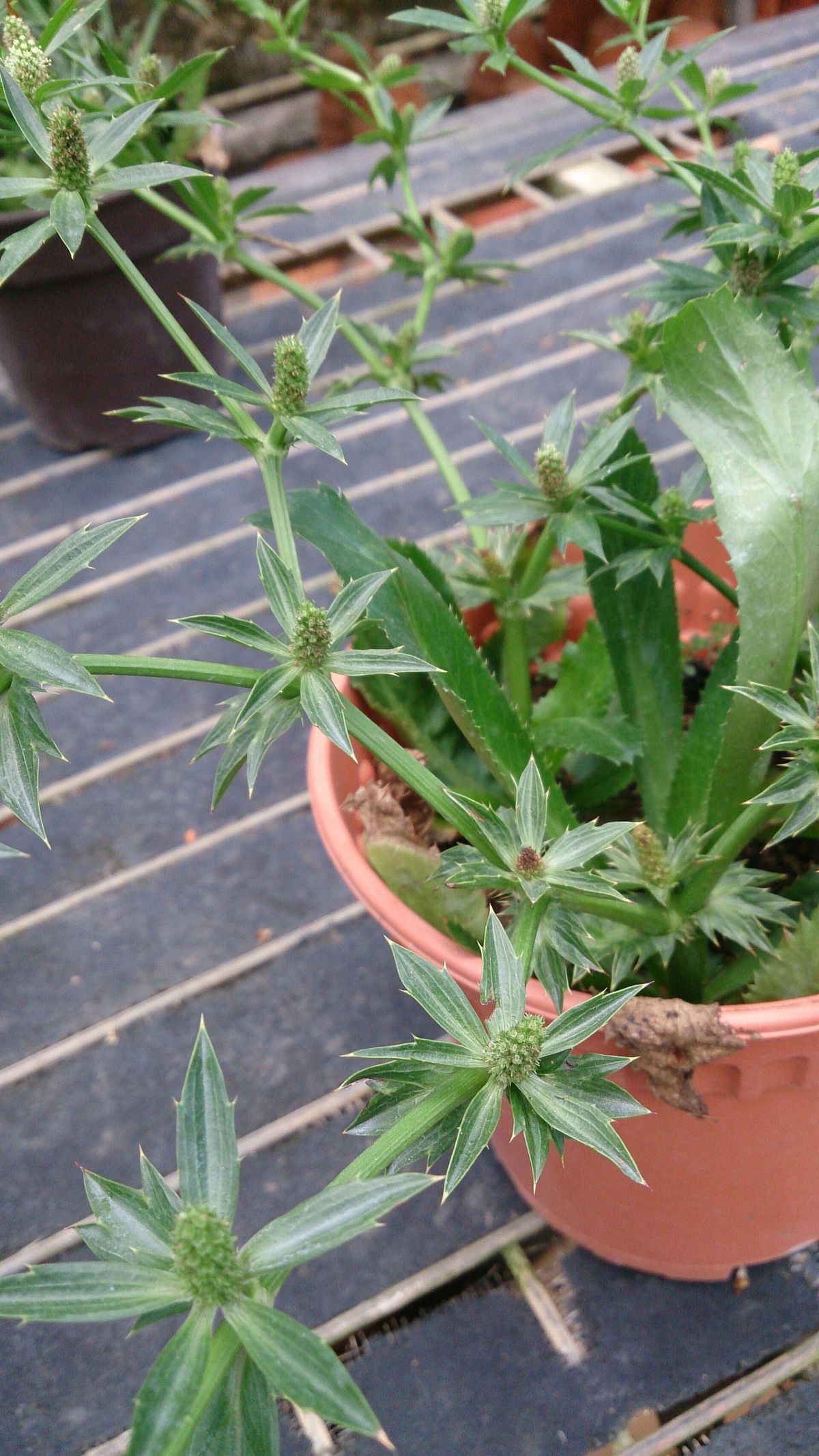 Culantro (Recao) growing. Photo for the culantro (recao) growing guide
