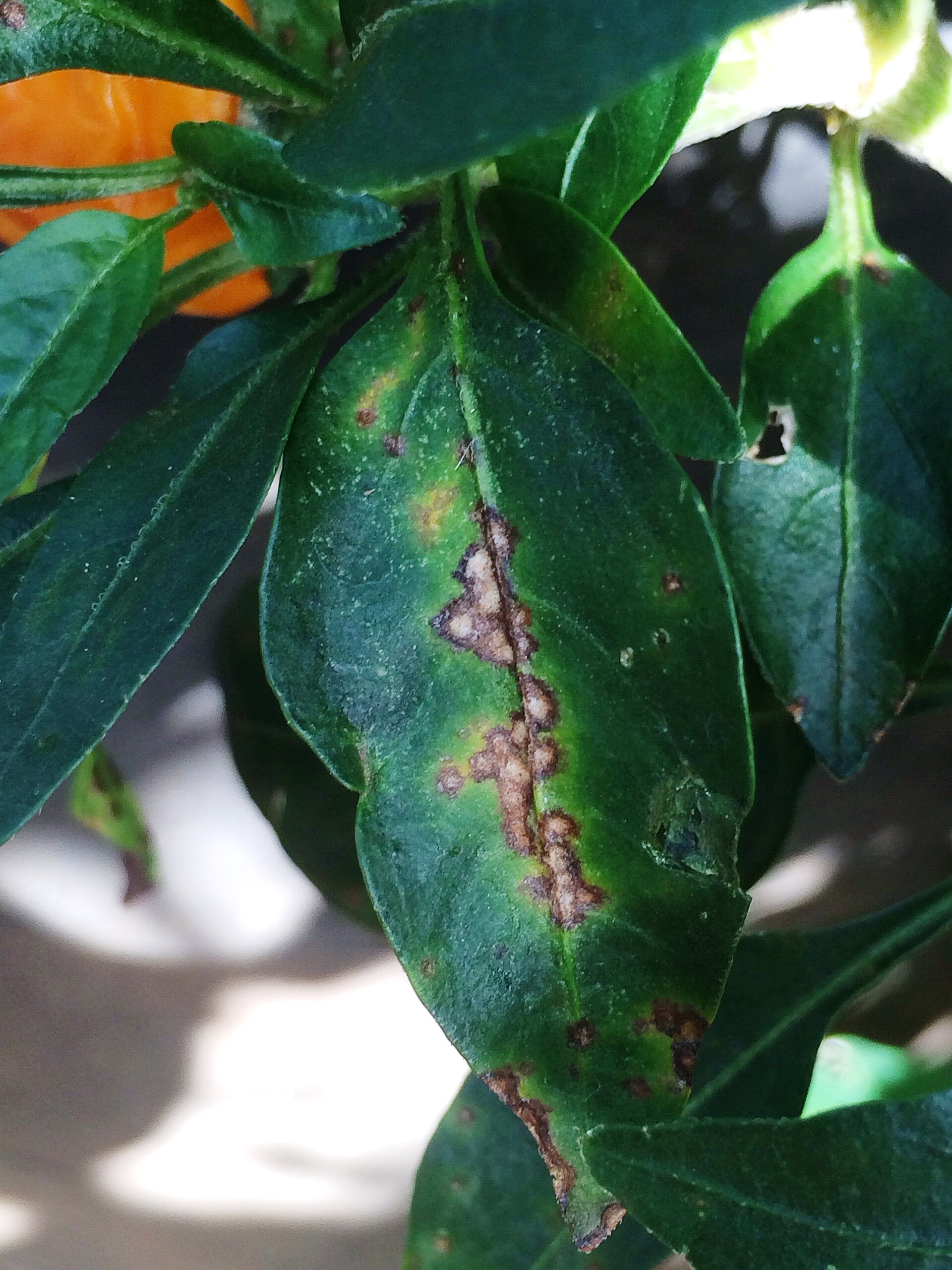 Bacterial spot symptoms