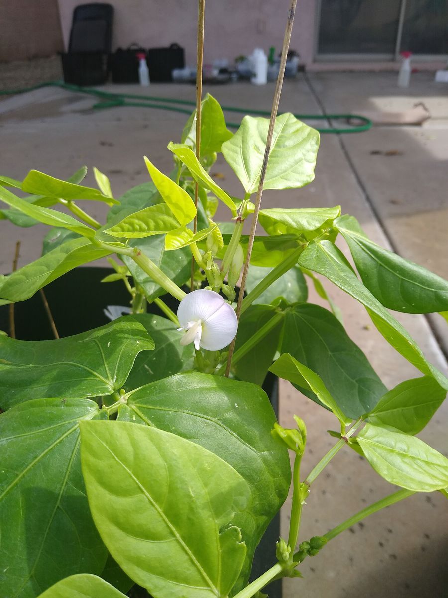 Cowpea (Black-Eyed Pea) growing. Photo for the cowpea (black-eyed pea) growing guide