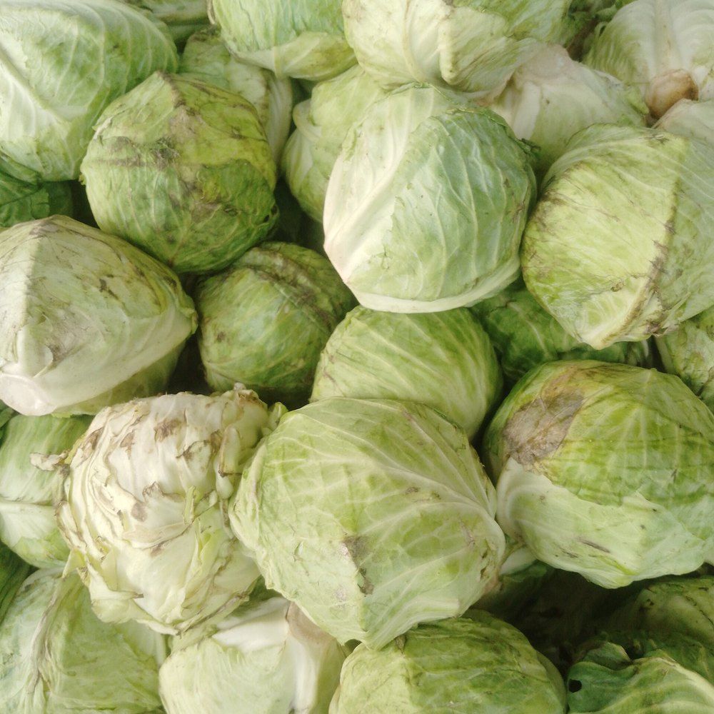 Cabbage plant: Brassicaceae crop profile photo