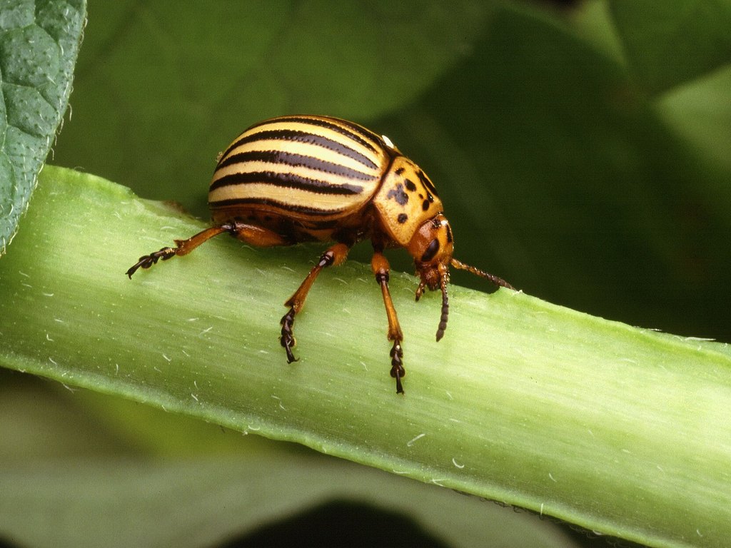 Close-up photo of colorado potato beetle used for garden pest identification