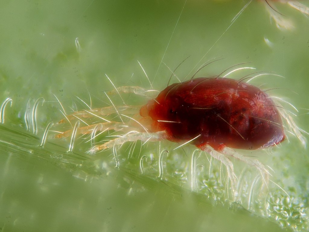Photograph of spider mite: garden pest identification