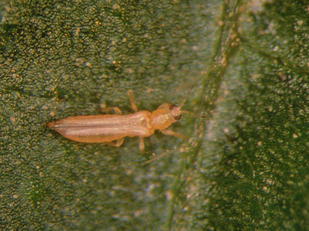 Close-up photo of thrips used for garden pest identification