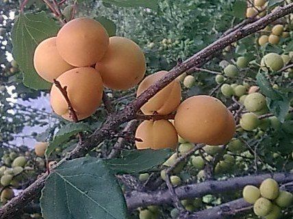 Apricot growing. Photo for the apricot growing guide