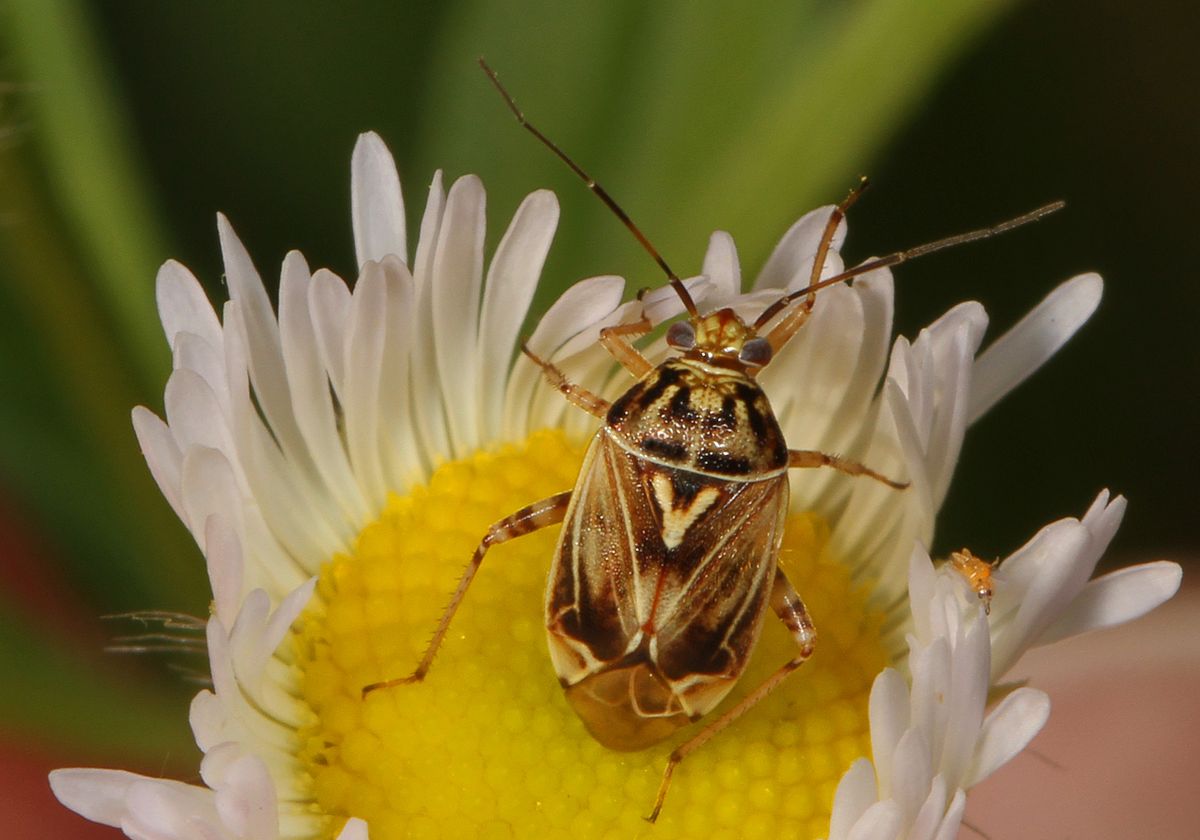 Close-up photo of tarnished plant bug used for garden pest identification