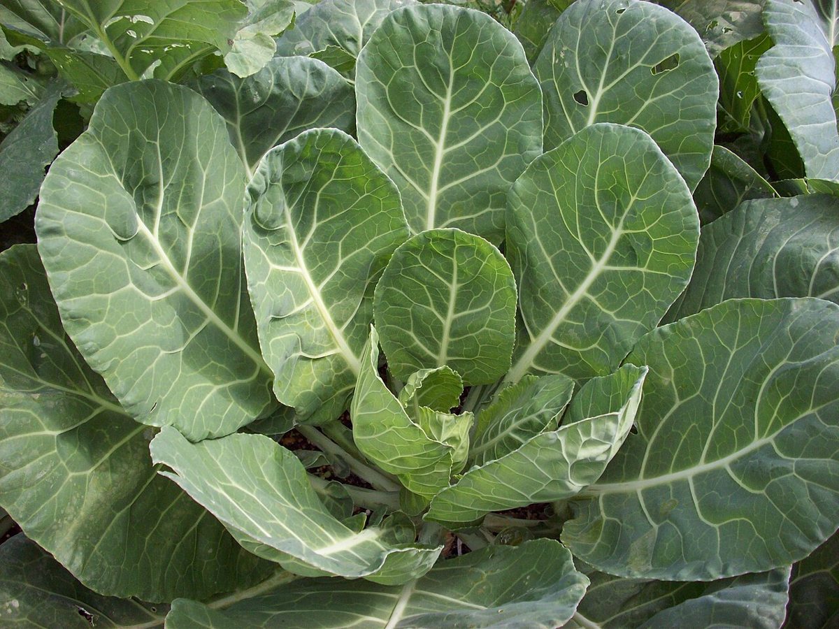 Collards growing. Photo for the collards growing guide