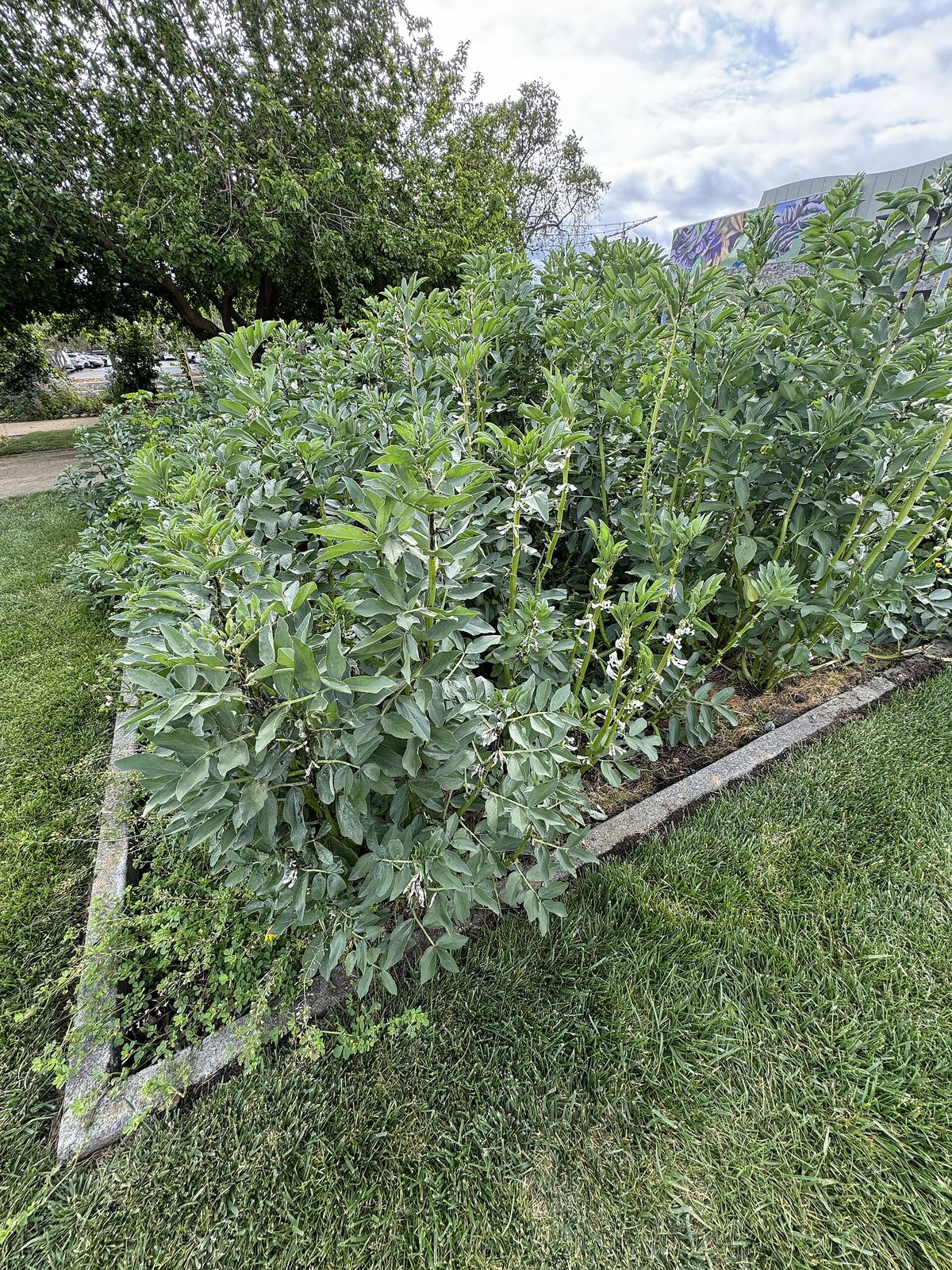 Fava Bean plant: Fabaceae crop profile photo