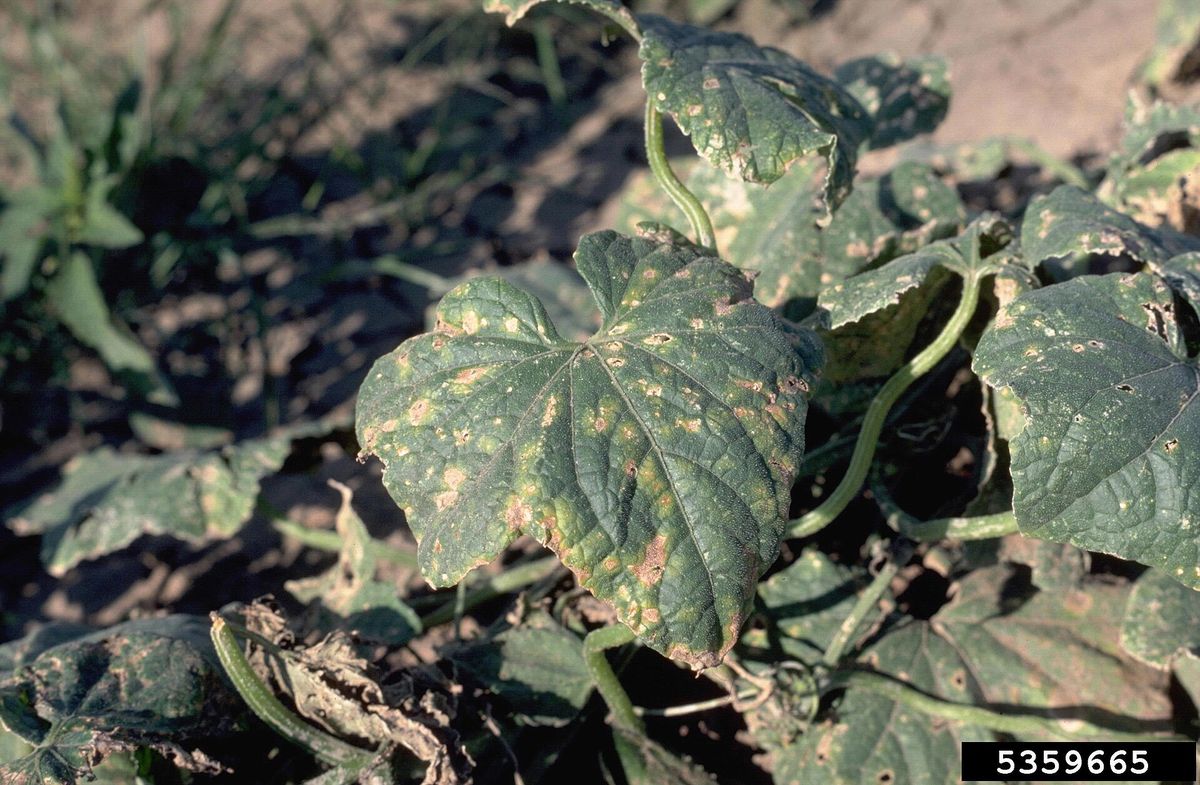 Photograph of angular leaf spot symptoms used for plant disease identification