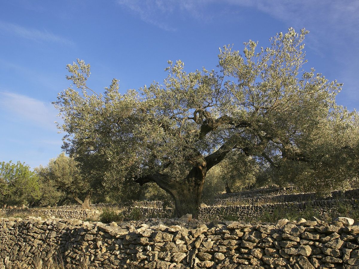 Olive growing. Photo for the olive growing guide