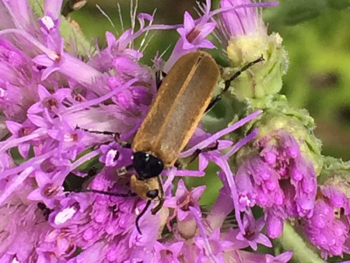 Close-up photo of blister beetle used for garden pest identification