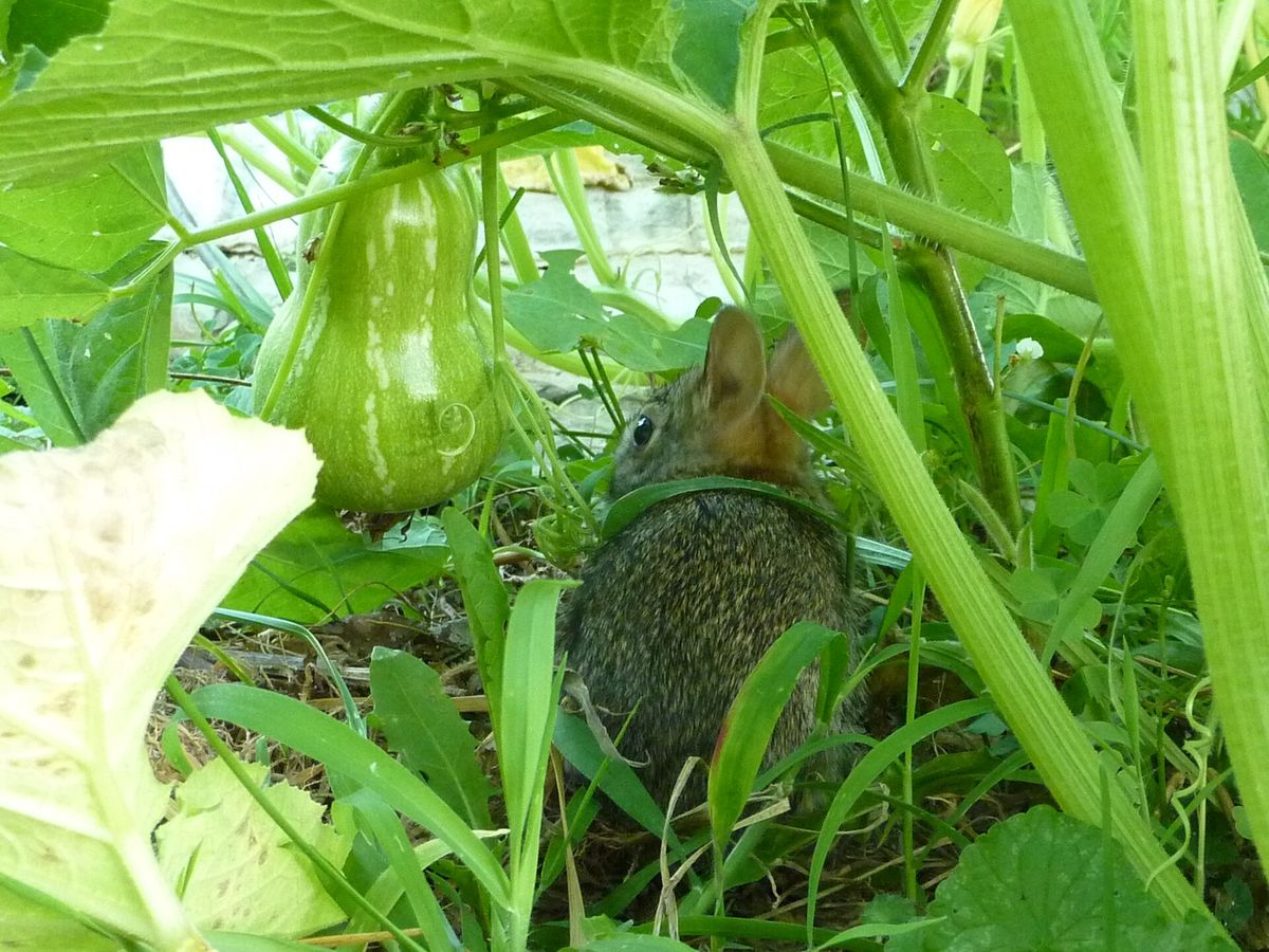 Butternut Squash plant: Cucurbitaceae crop profile photo