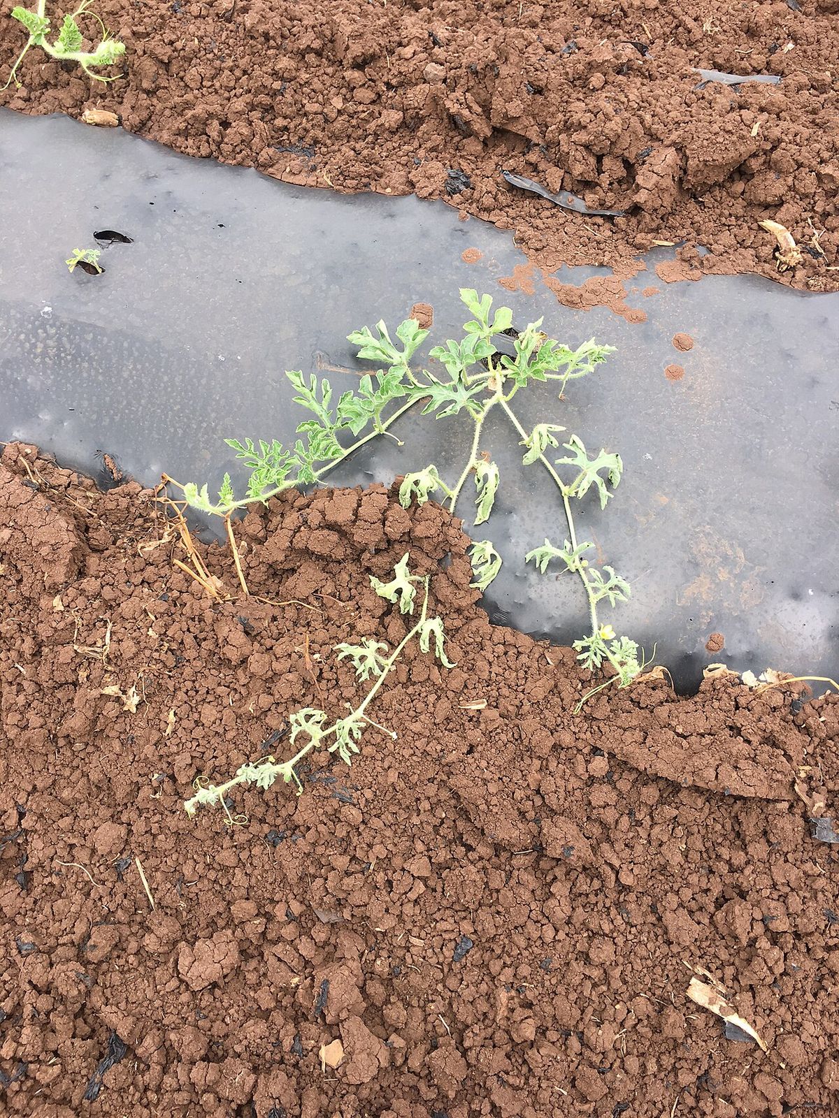 Photograph of bacterial wilt of cucurbits symptoms used for plant disease identification