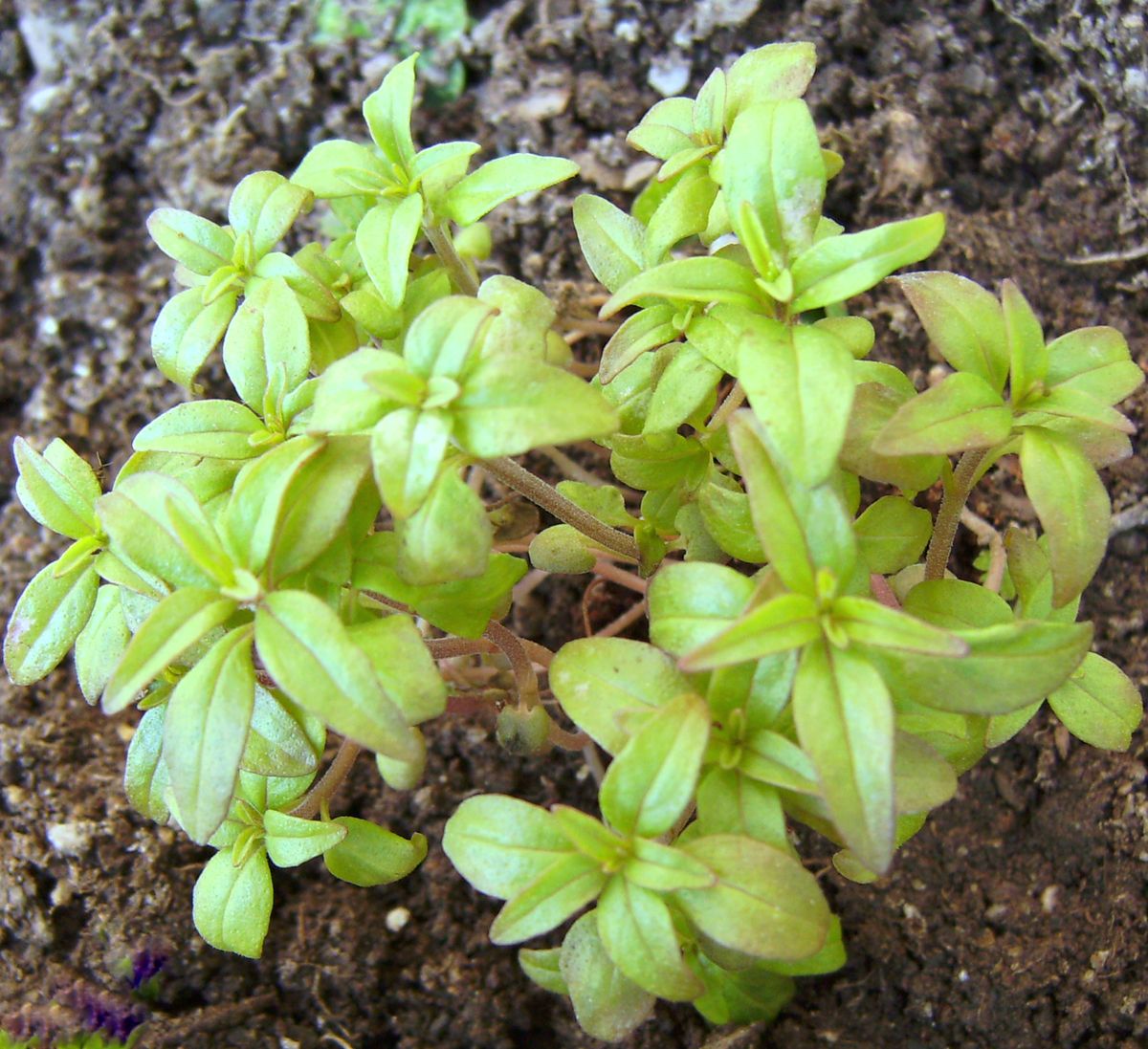 Summer Savory plant: Lamiaceae crop profile photo