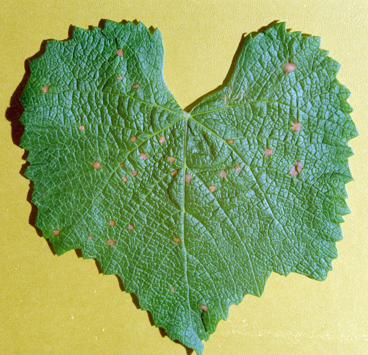 Photograph of black rot (grape) symptoms used for plant disease identification