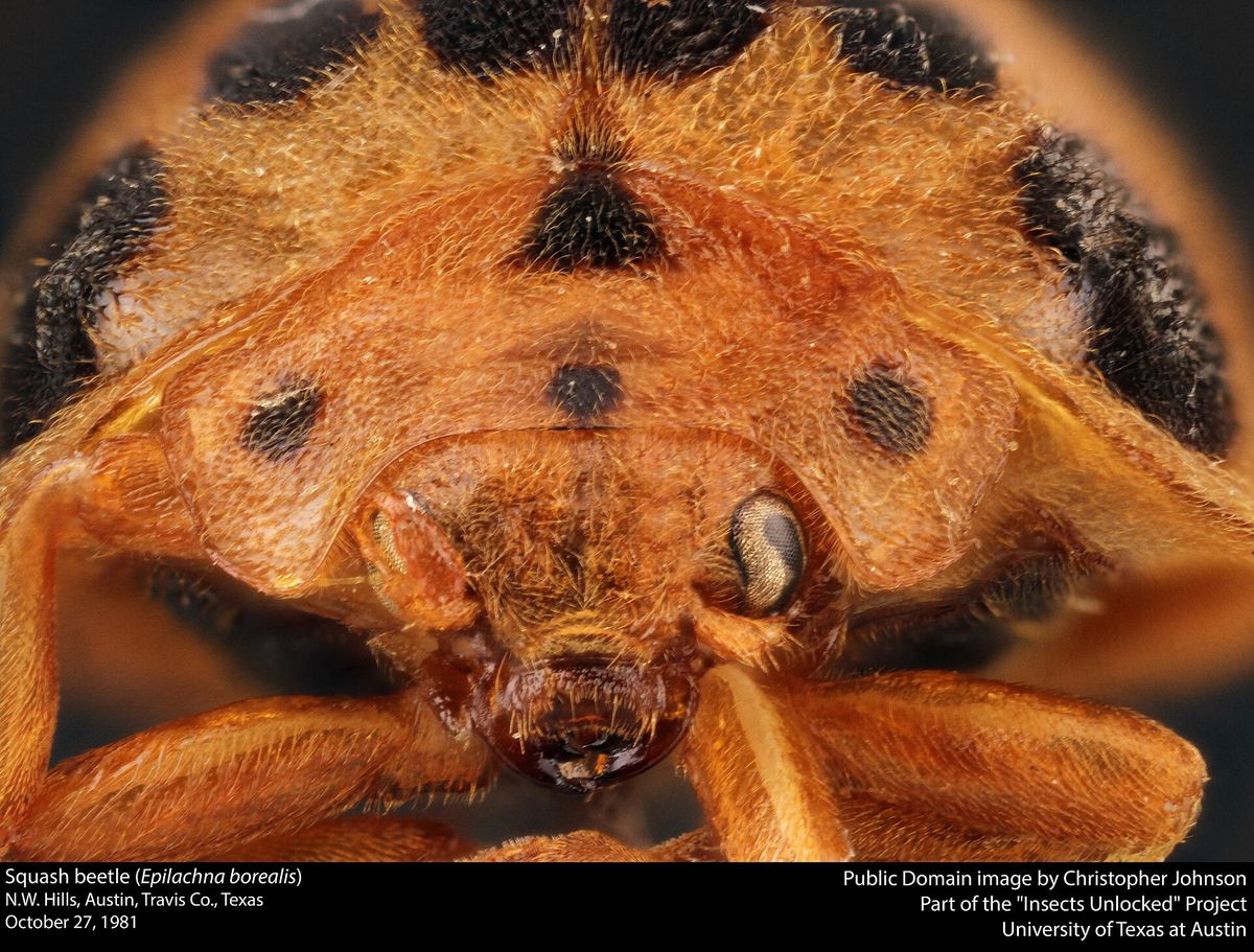 Close-up photo of squash lady beetle used for garden pest identification