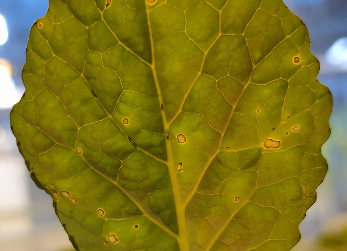 Photograph of black rot of brassicas symptoms used for plant disease identification