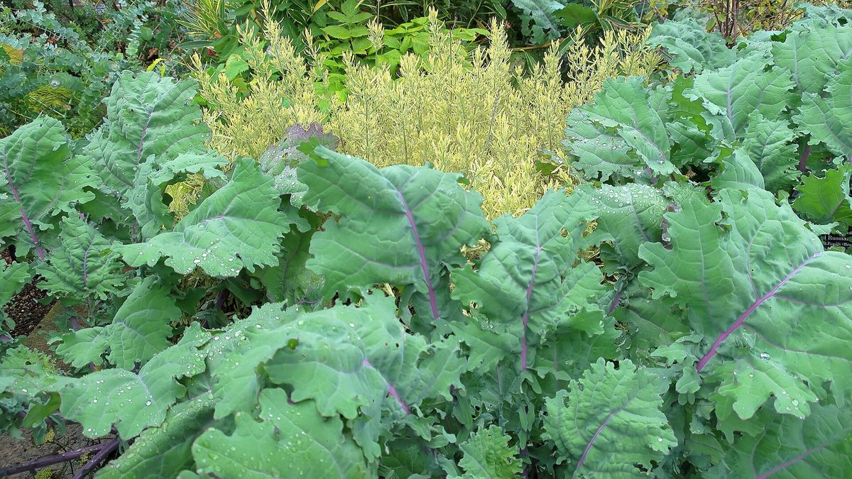Collards plant: Brassicaceae crop profile photo