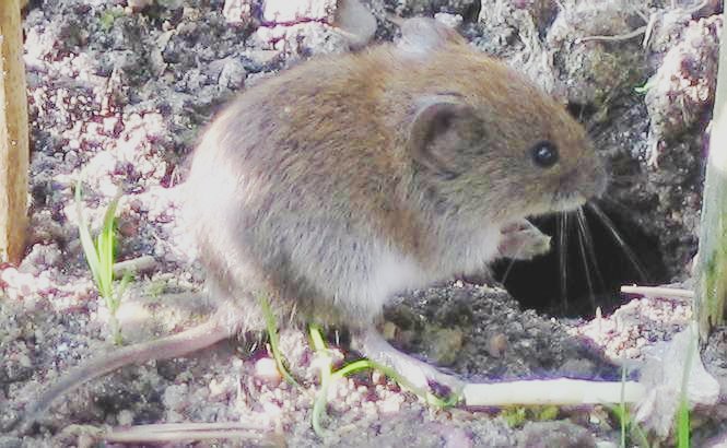 Photograph of vole — garden pest identification