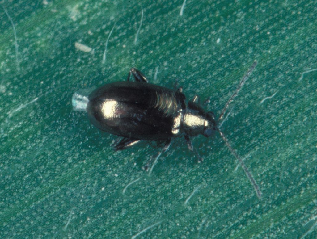 Close-up photo of corn flea beetle used for garden pest identification