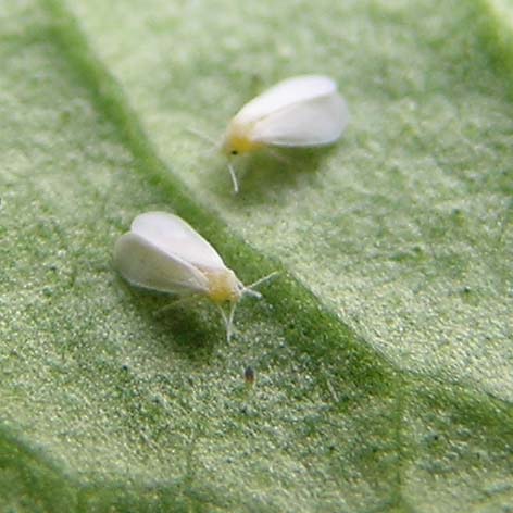Photograph of whitefly — garden pest identification