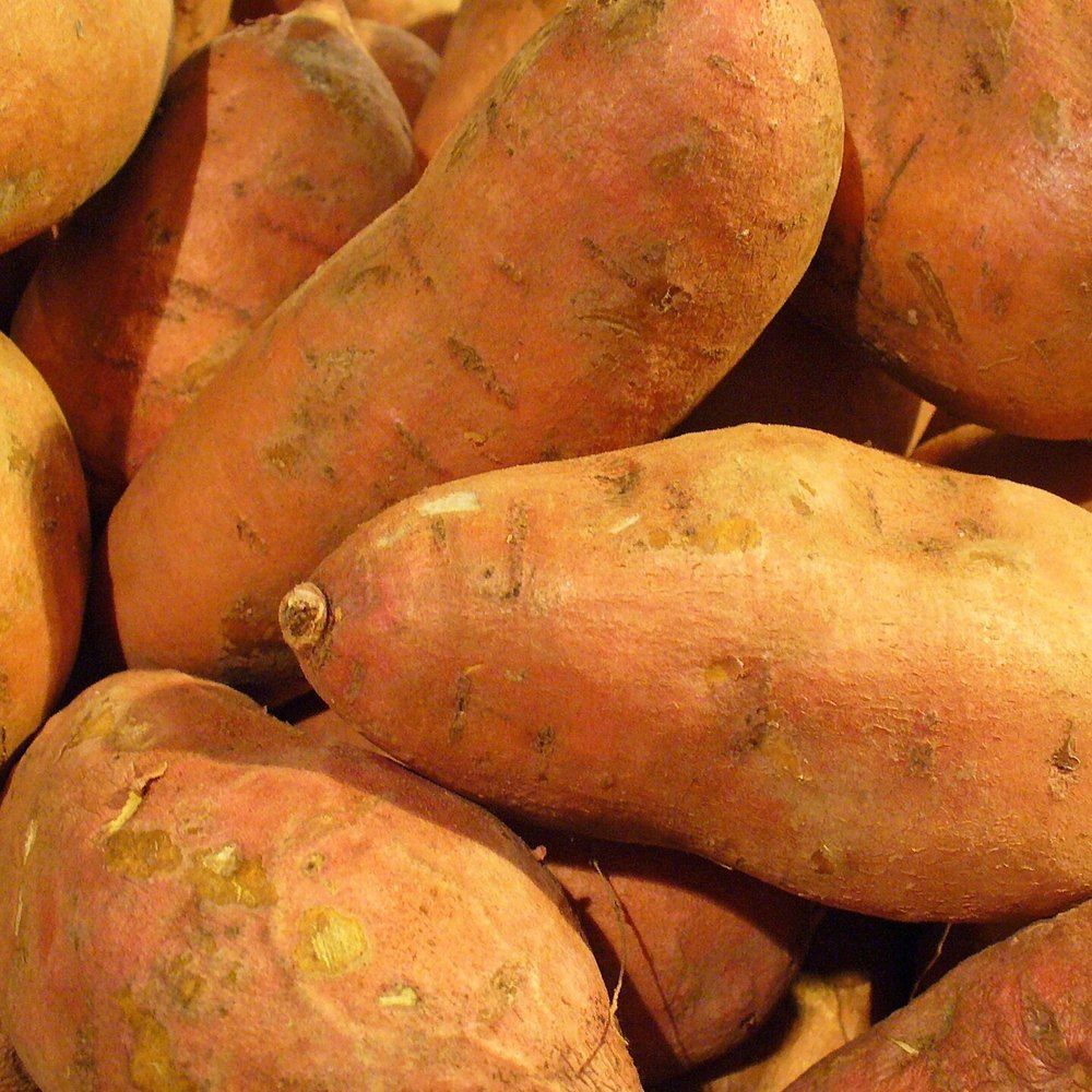 Sweet Potato plant: Convolvulaceae crop profile photo