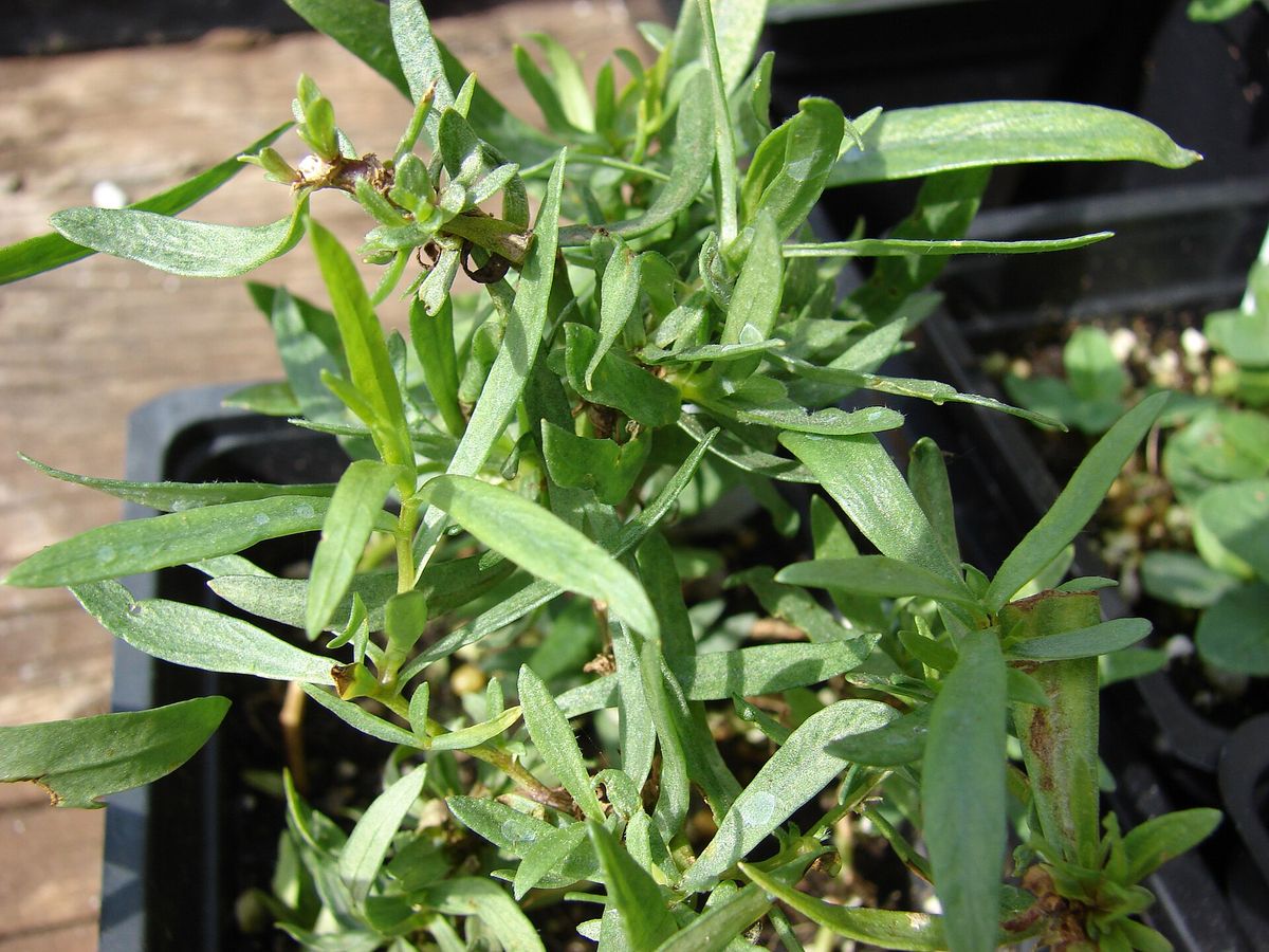 French Tarragon plant: Asteraceae crop profile photo