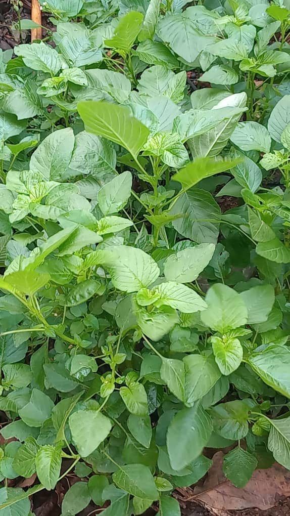 Amaranth Greens (Callaloo) growing. Photo for the amaranth greens (callaloo) growing guide