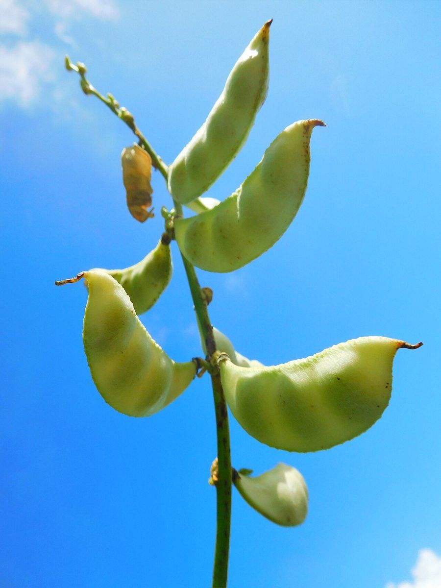 Lima Bean growing. Photo for the lima bean growing guide