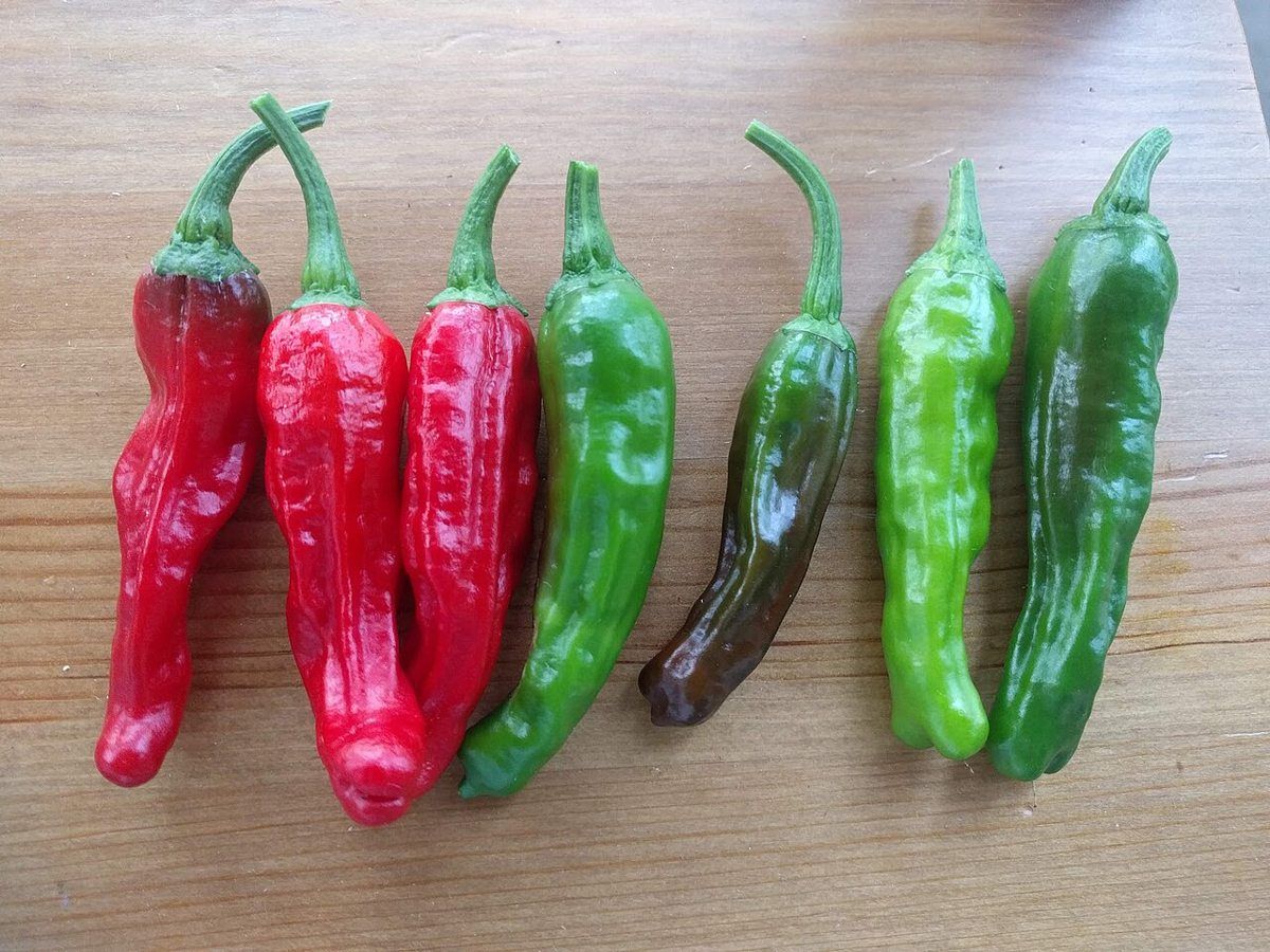 Shishito Pepper growing. Photo for the shishito pepper growing guide