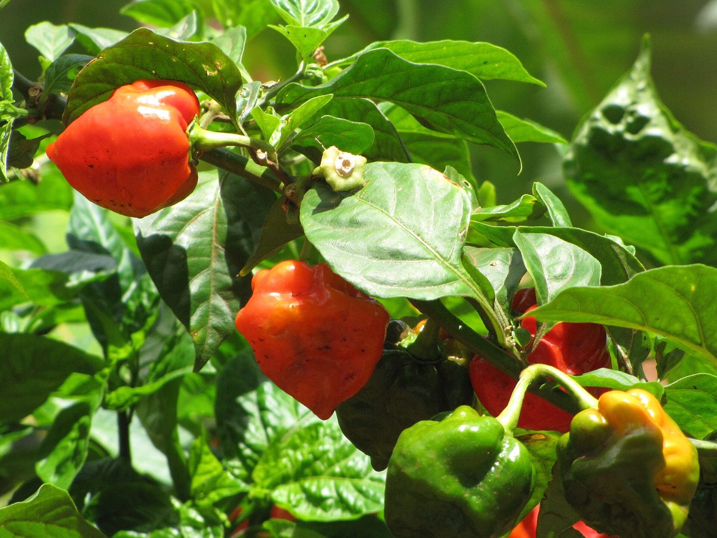 Habanero Pepper plant: Solanaceae crop profile photo