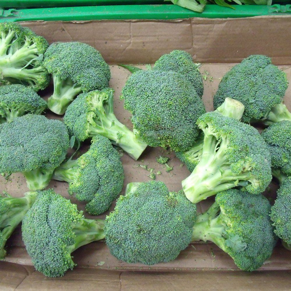 Broccoli plant: Brassicaceae crop profile photo