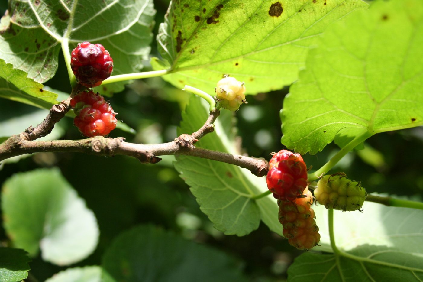 Mulberry plant: Moraceae crop profile photo