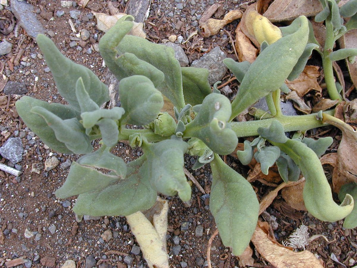 New Zealand Spinach growing. Photo for the new zealand spinach growing guide