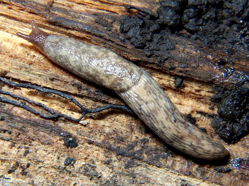 Close-up photo of slugs & snails used for garden pest identification