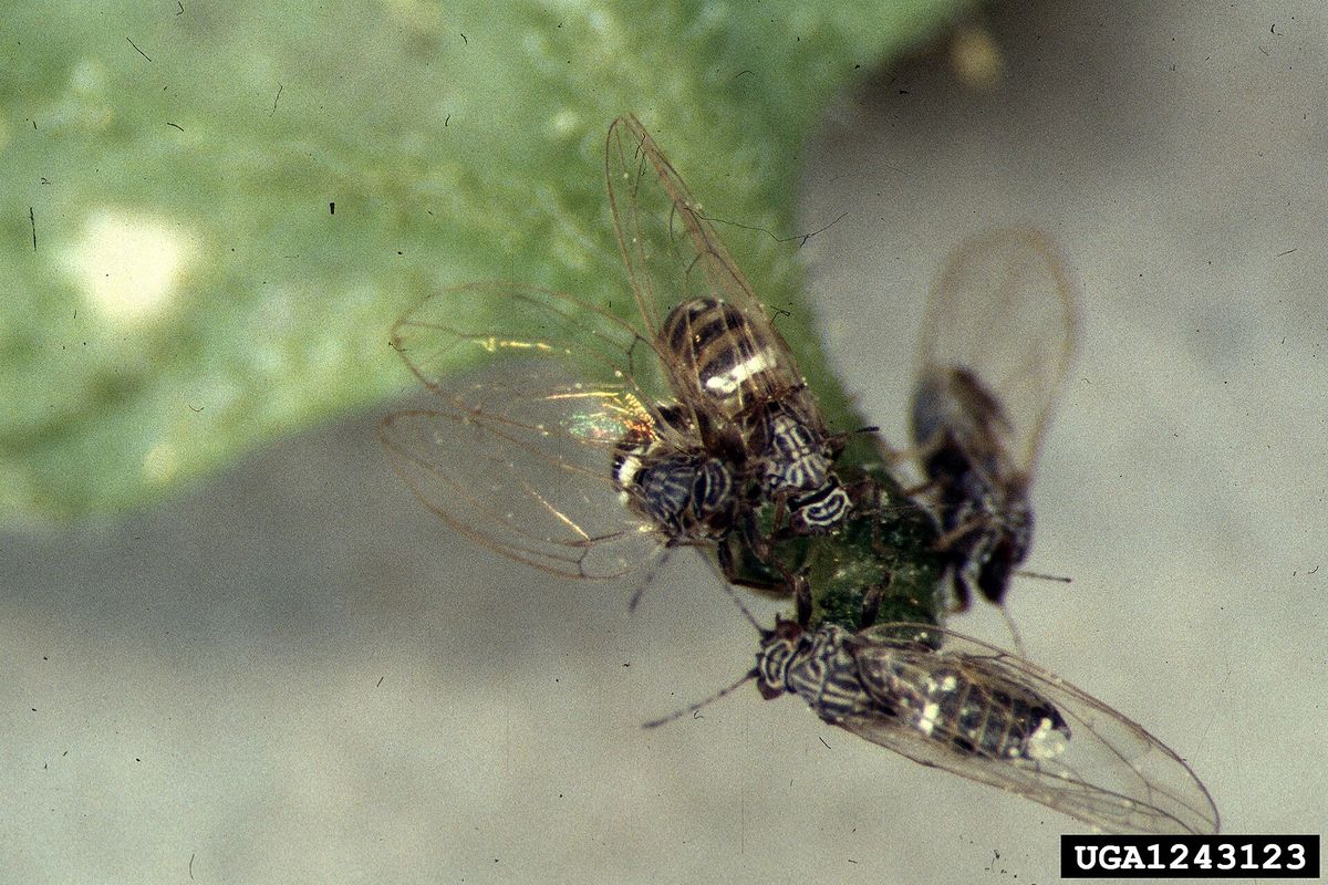 Close-up photo of tomato/potato psyllid used for garden pest identification