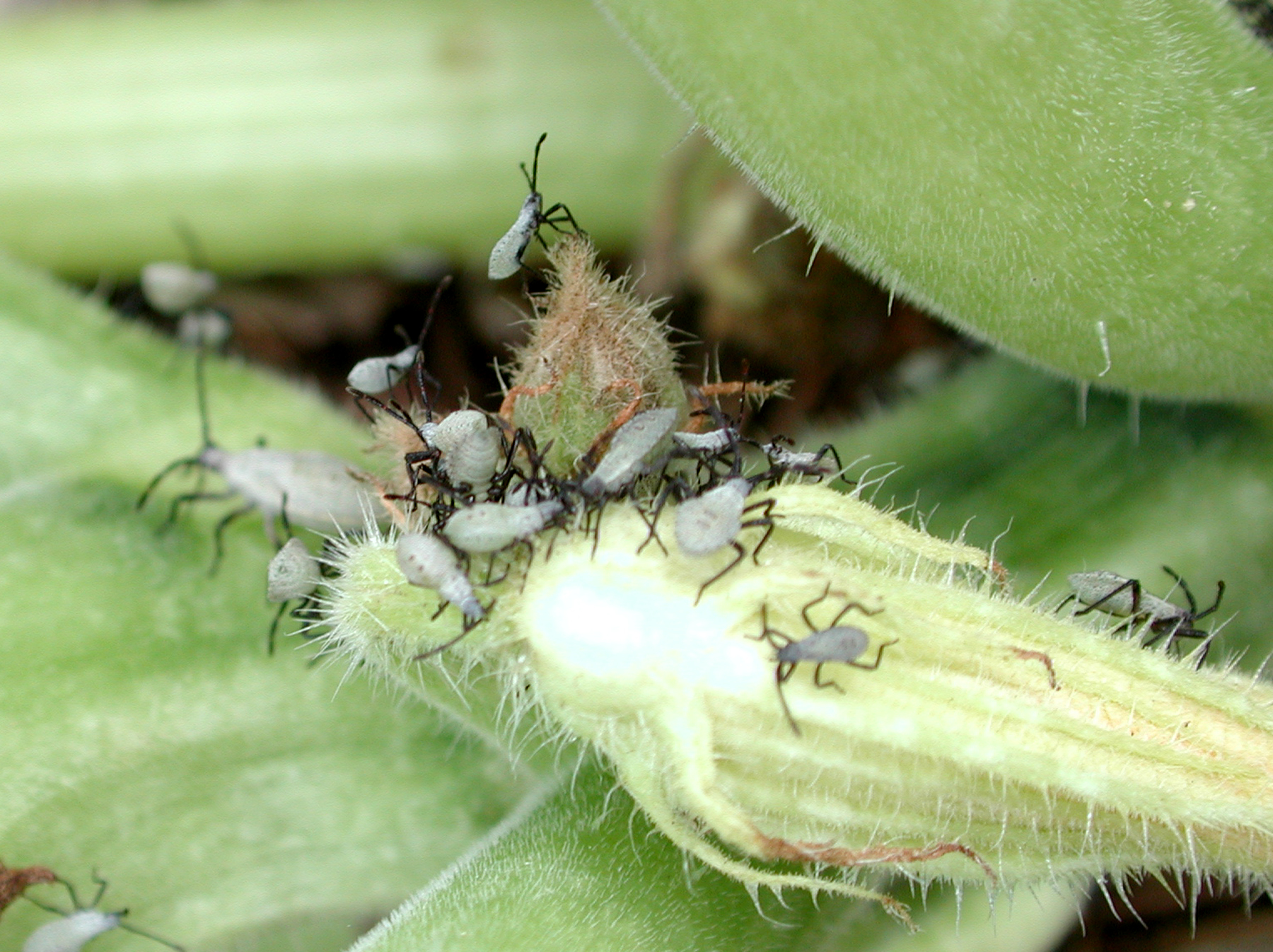 Photograph of squash bug — garden pest identification