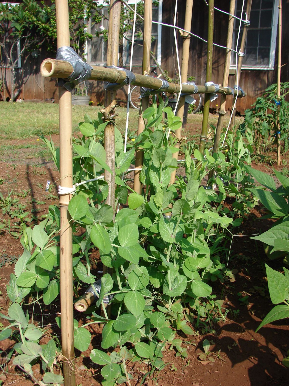 Pea plant: Fabaceae crop profile photo
