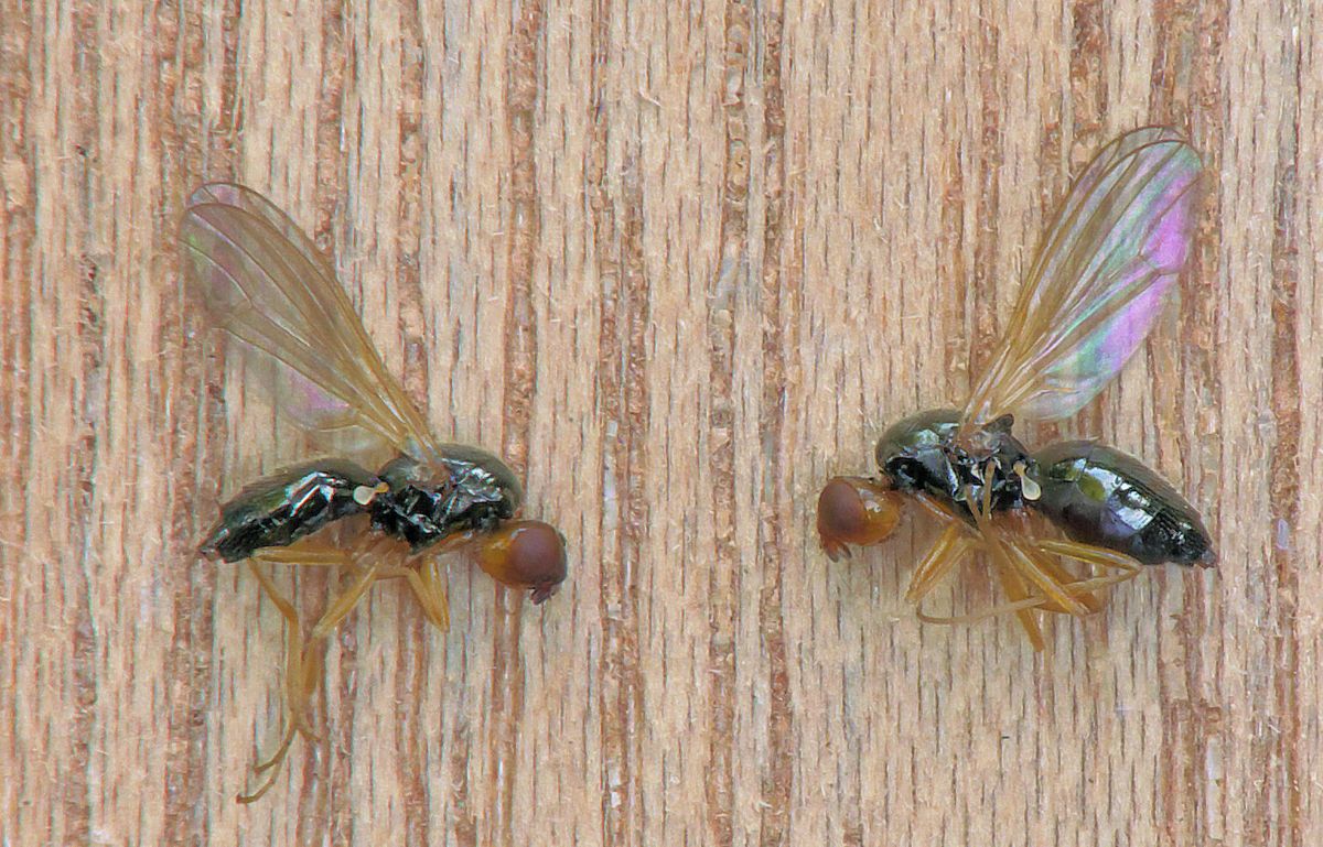 Photograph of carrot rust fly: garden pest identification
