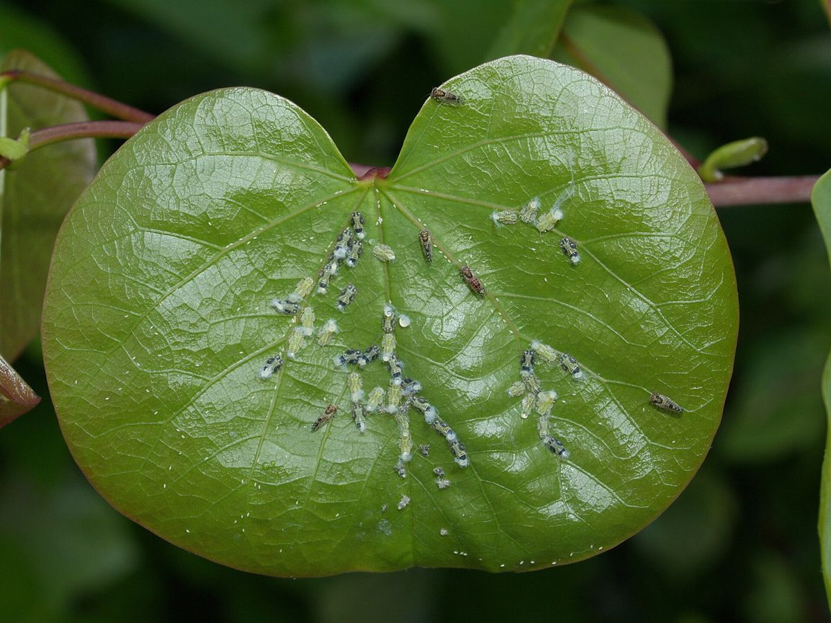 Close-up photo of pear psylla used for garden pest identification