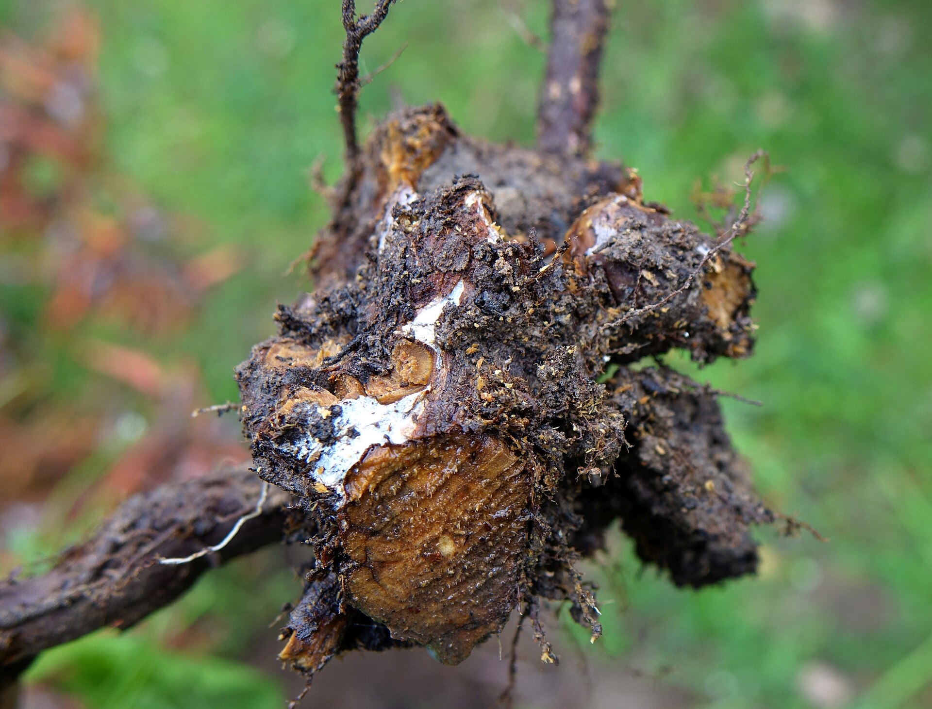 Phytophthora root rot symptoms