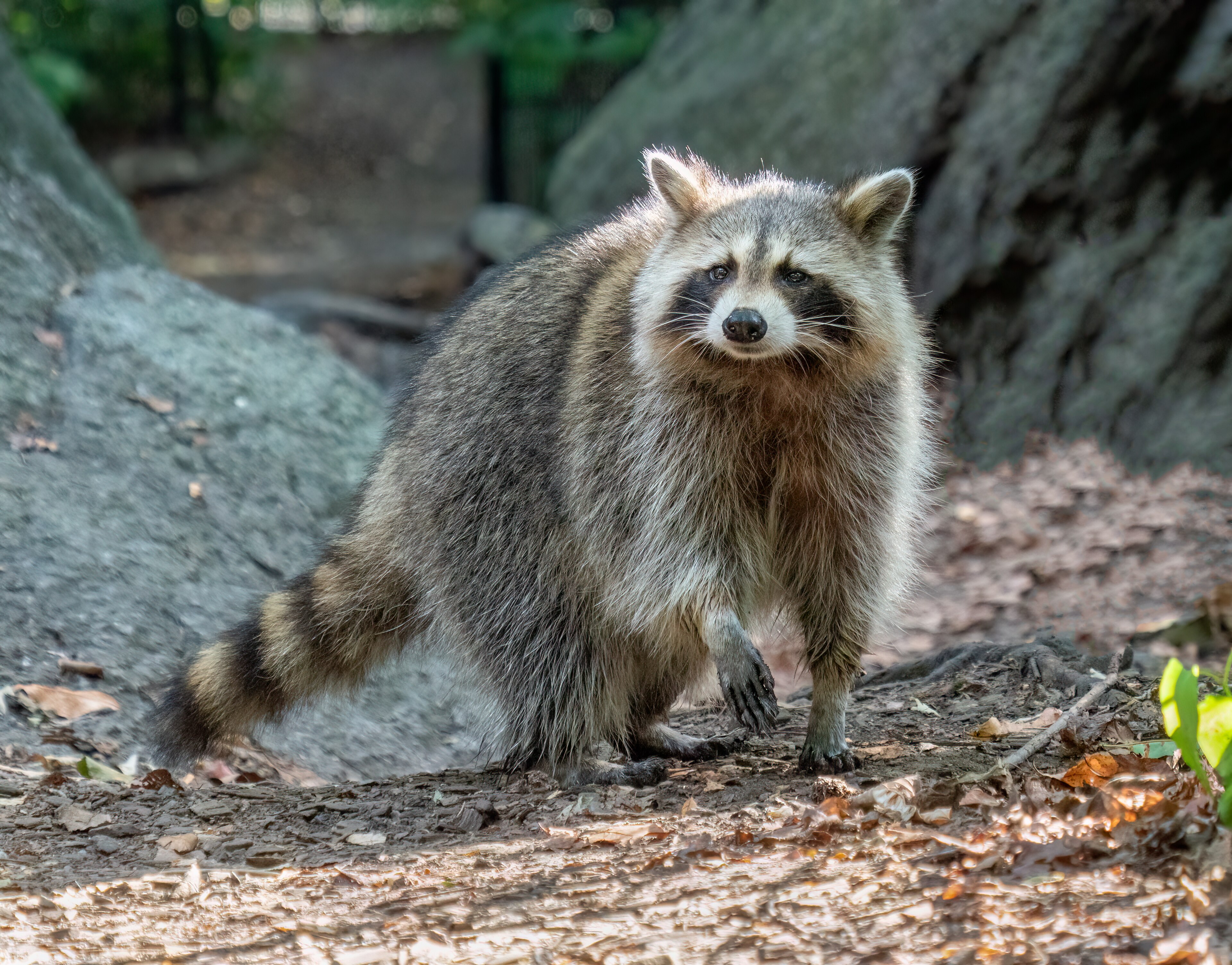Photograph of raccoon — garden pest identification