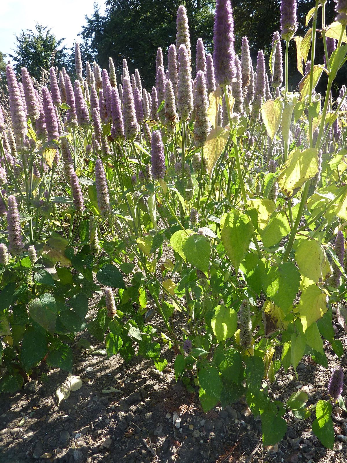 Anise Hyssop plant: Lamiaceae crop profile photo