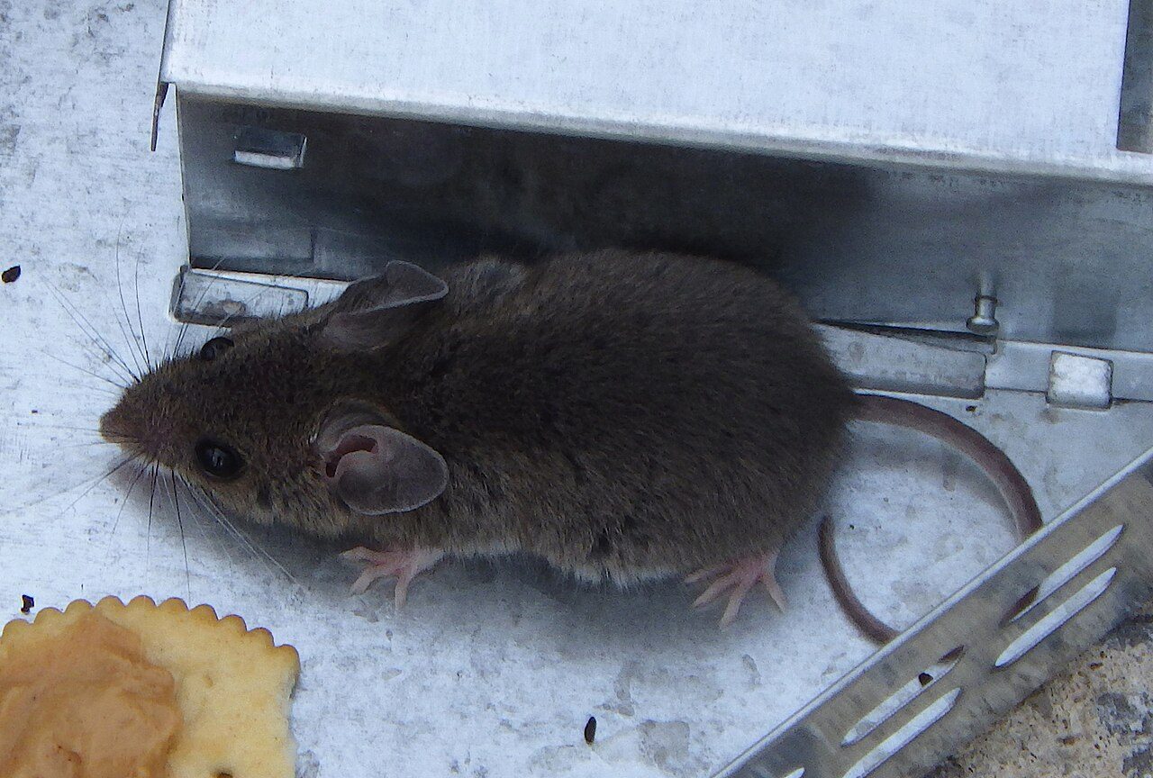 Photo showing house mouse / deer mouse or its identifying damage
