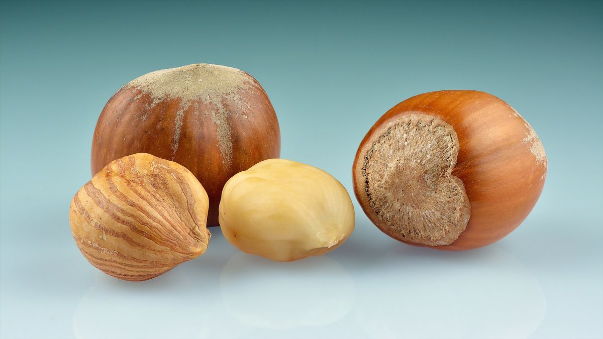 Hazelnut (Filbert) plant: Betulaceae crop profile photo