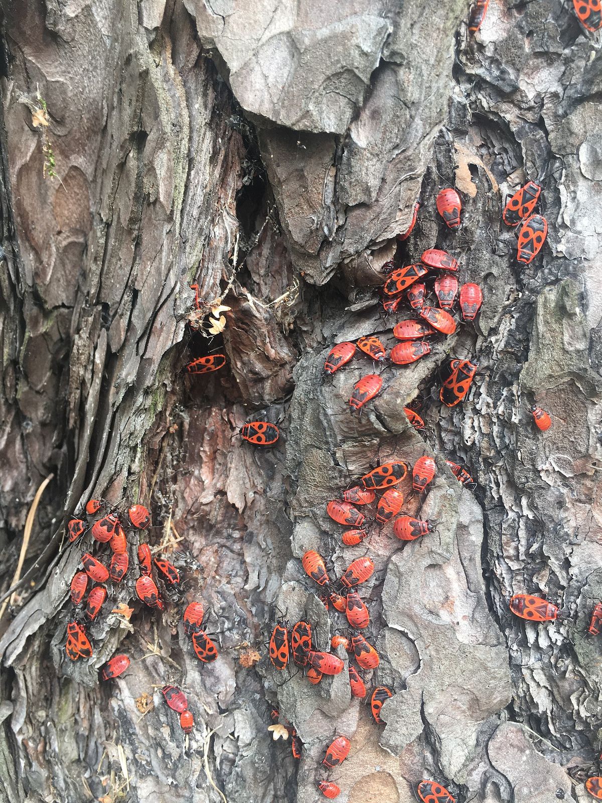 Close-up photo of boxelder bug used for garden pest identification
