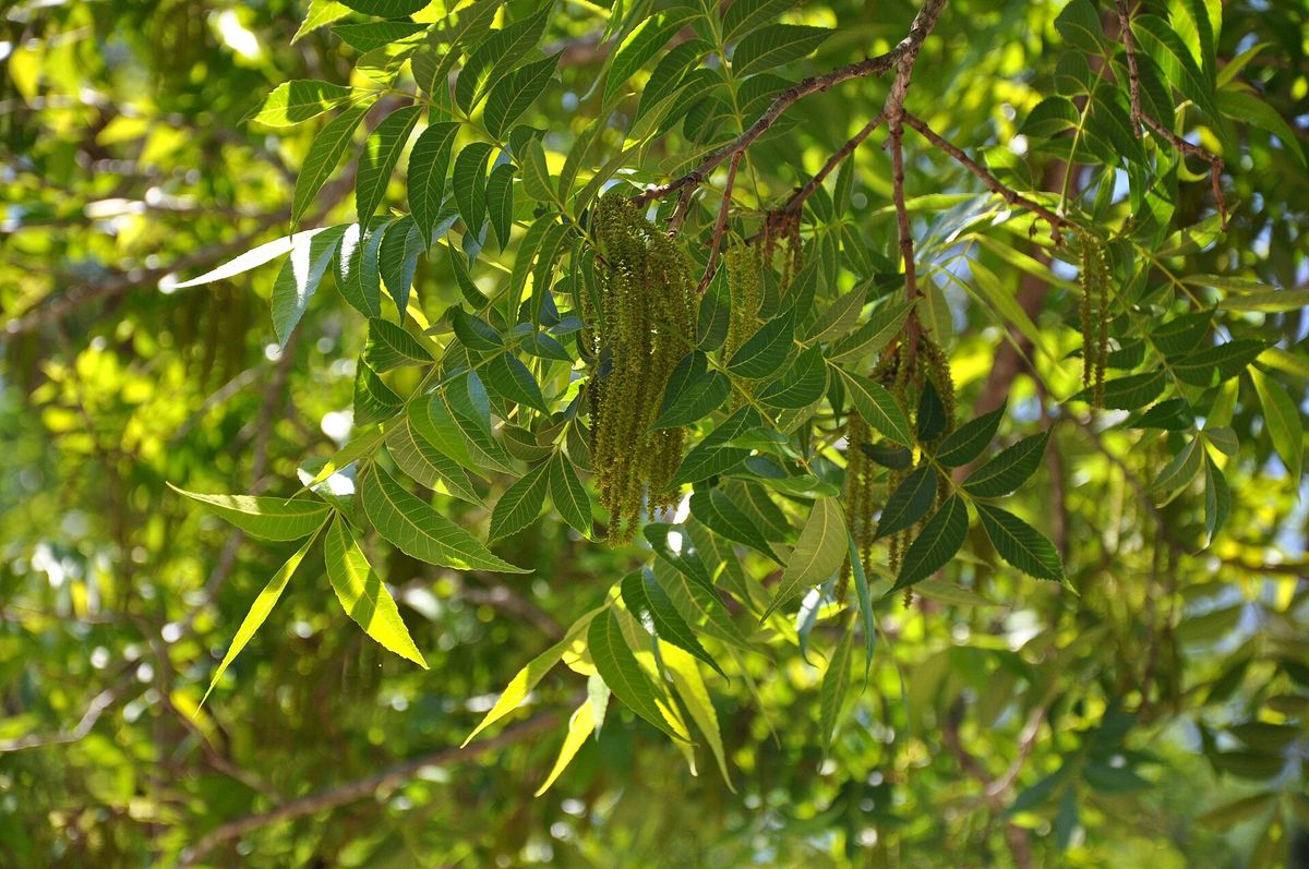Pecan plant: Juglandaceae crop profile photo