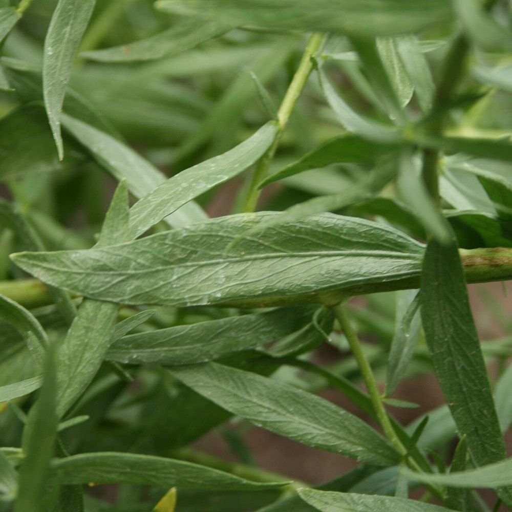 Tarragon plant: Asteraceae crop profile photo