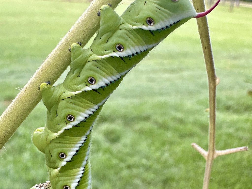 Close-up photo of tomato hornworm used for garden pest identification